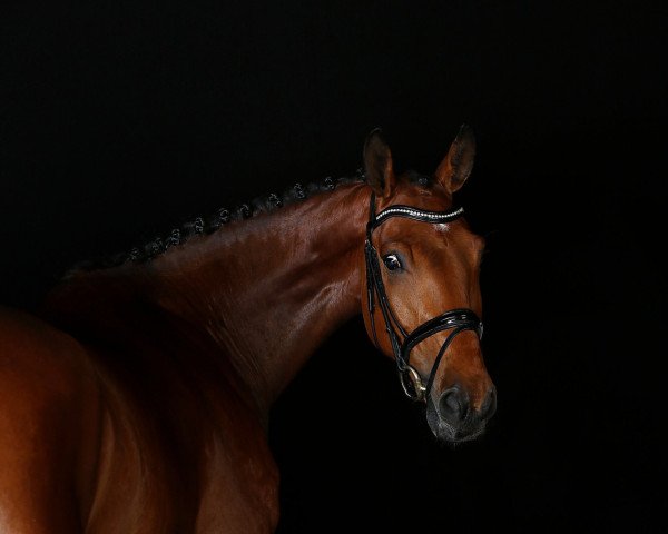 dressage horse Freigeist 8 (Hanoverian, 2011, from First Dance)