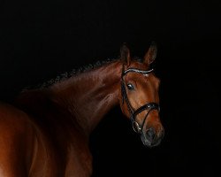 dressage horse Freigeist 8 (Hanoverian, 2011, from First Dance)