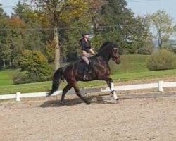 dressage horse Maerchenprinz (Swedish Warmblood, 2017, from Van Vivaldi)