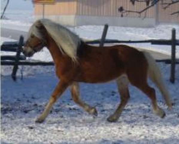 dressage horse Admiral (Haflinger, 1999, from Alpin) dressage horse Admiral (Haflinger, 1999, from Alpin)