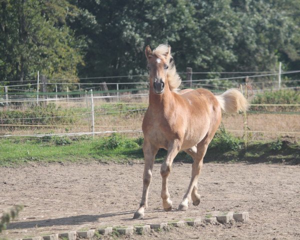 horse Wilma (Haflinger, 2022, from Witali) horse Wilma (Haflinger, 2022, from Witali)