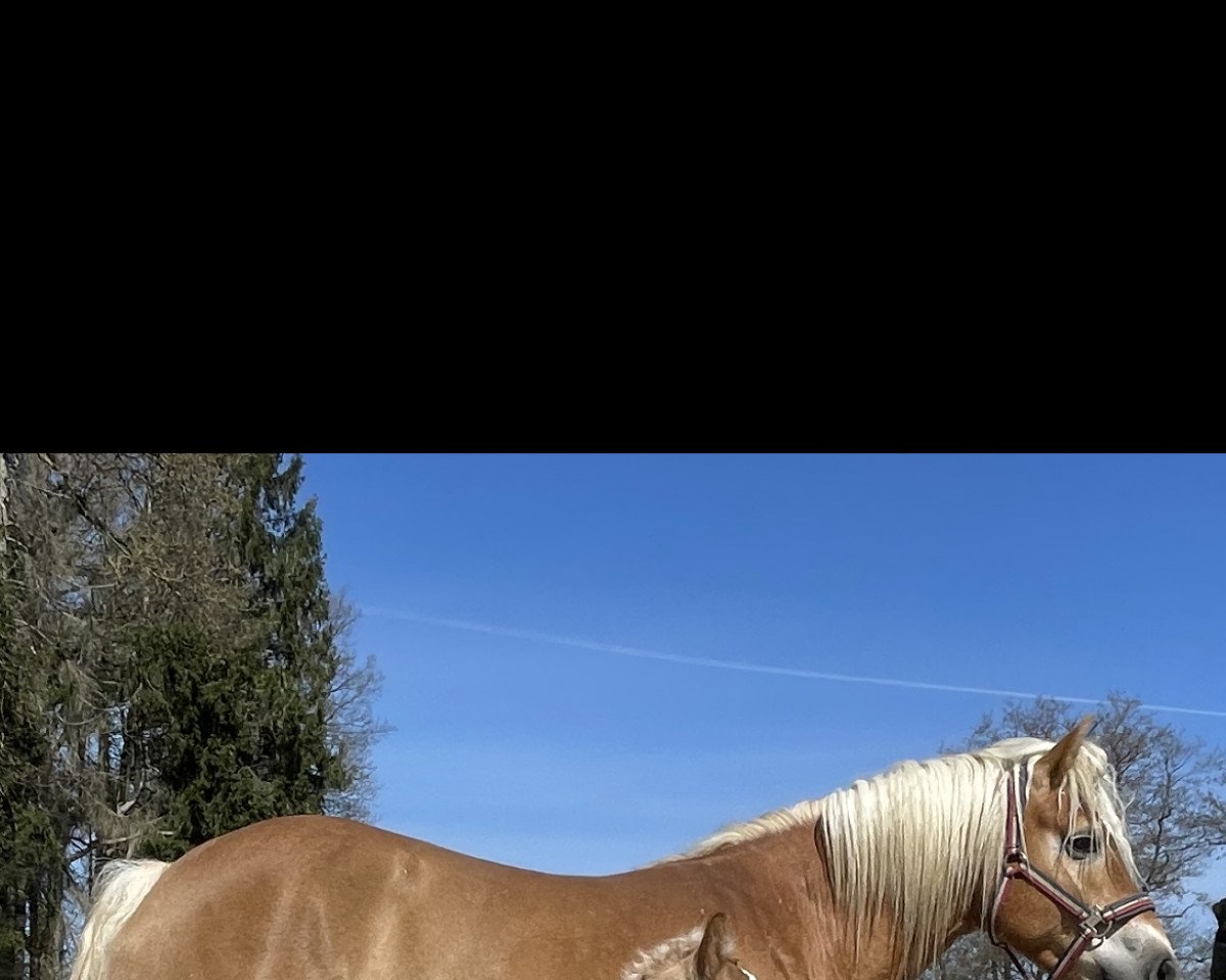 horse Wizard (Haflinger, 2021, from Witali)