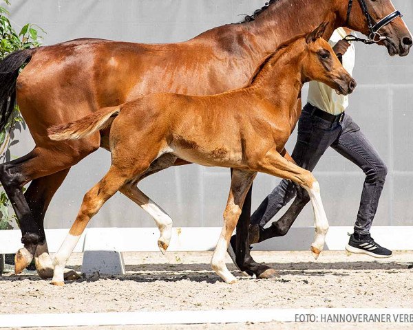 broodmare FRANCA ROMANTICA (Hanoverian, 2022, from For Romance I)