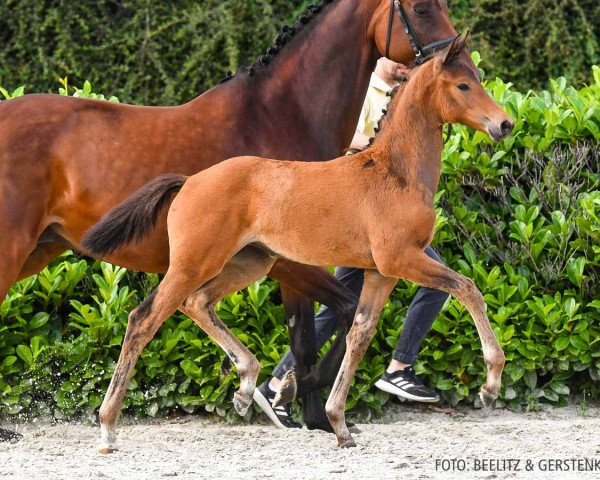 broodmare Stute von Total McLaren / Dutch Dormello (Hanoverian, 2022, from Total McLaren)