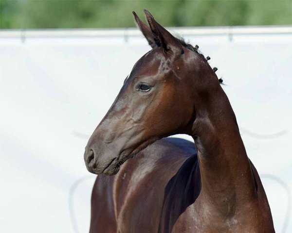 broodmare Stute von Total Diamond PS / Dream On (Westphalian, 2022, from Total Diamond PS)