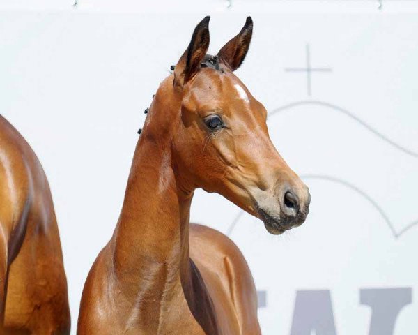 broodmare Stute von Donier / Fidertanz (Westphalian, 2022, from Donier)
