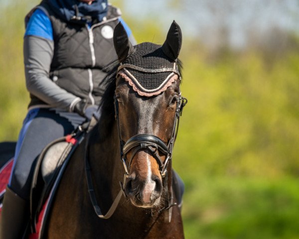 Dressurpferd Negredo (Deutsches Sportpferd, 2014, von Negro)