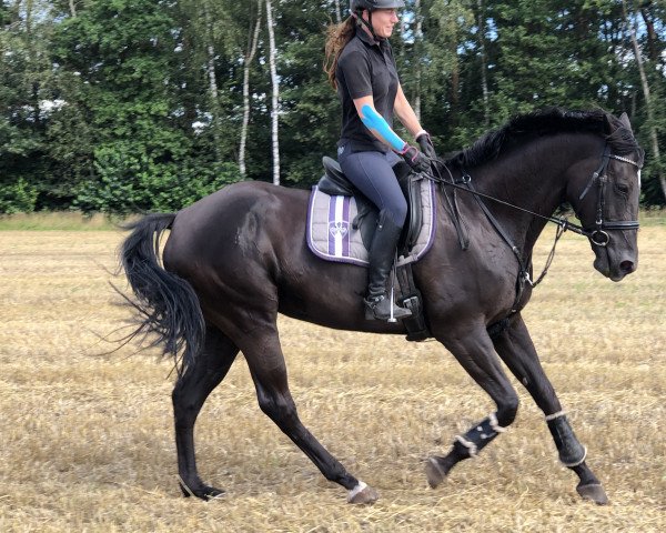 dressage horse La Vida B.I. (Hanoverian, 2012, from Likoto xx)