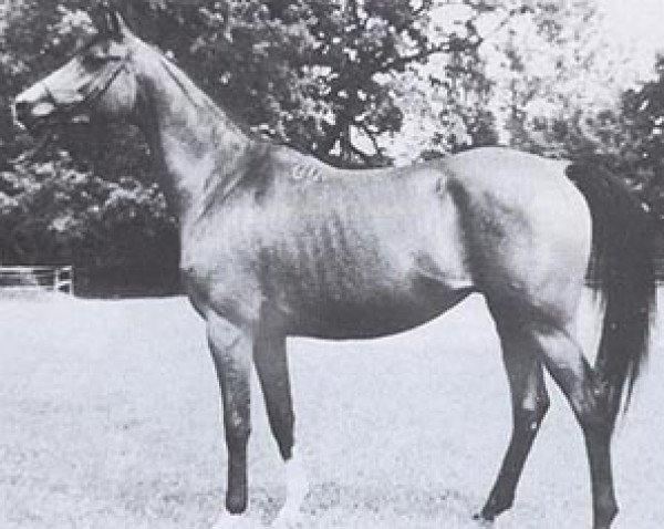 broodmare Cynadra ox (Arabian purebred, 1975, from Tryptyk 1965 ox)