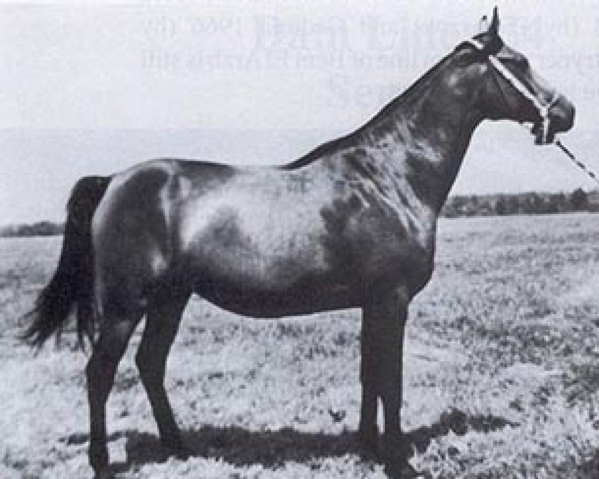 broodmare Cecora ox (Arabian purebred, 1963, from Pietuszok ox)