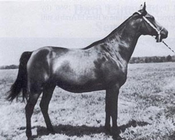 broodmare Cecora ox (Arabian purebred, 1963, from Pietuszok ox)