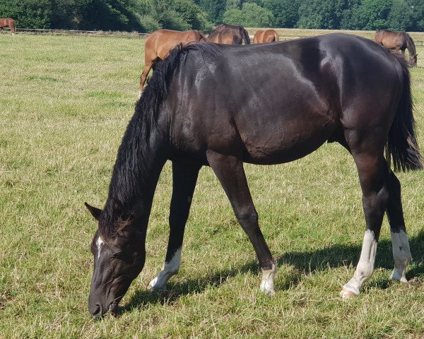 horse Richmond - ST (KWPN (Royal Dutch Sporthorse), 2021, from Kjento)