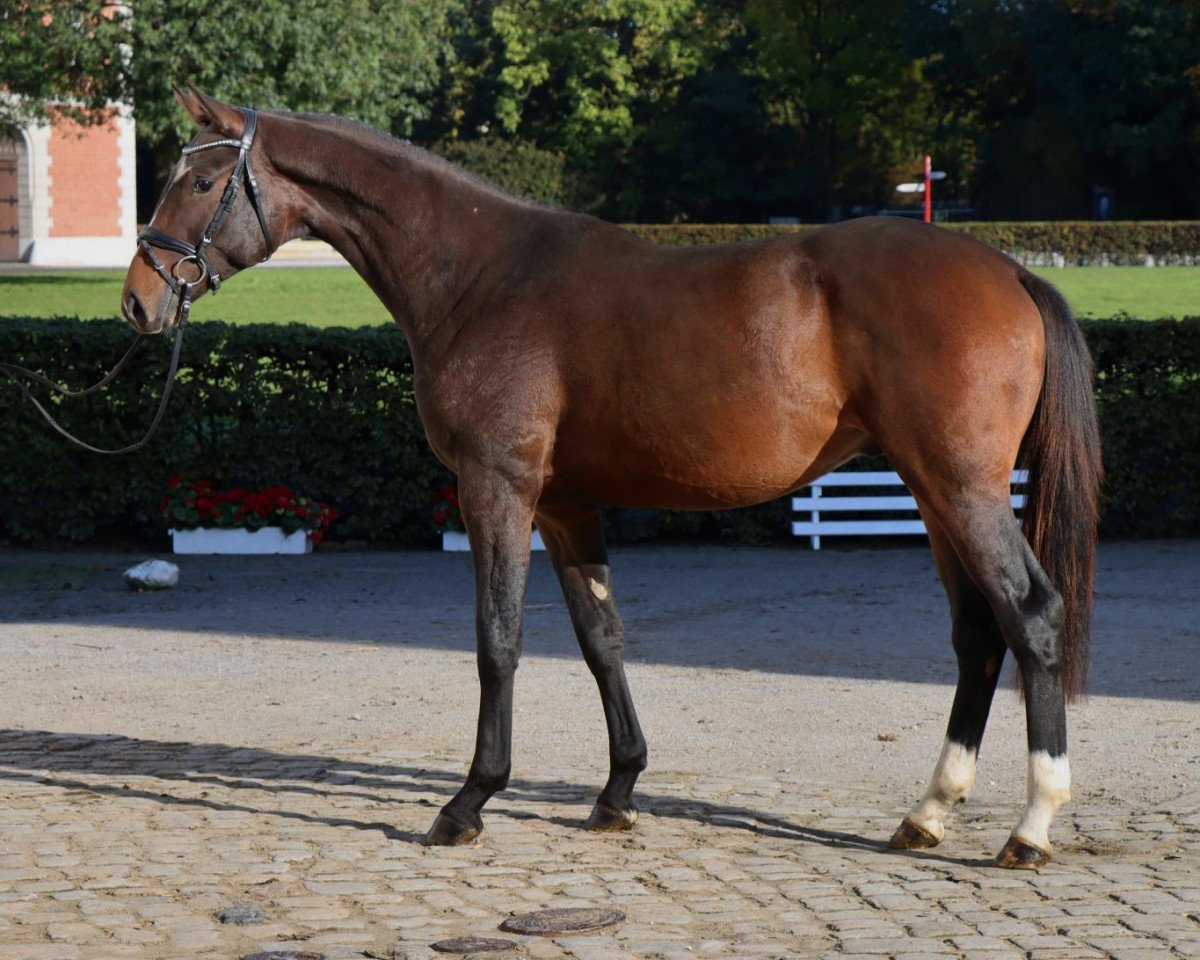 horse Fusion MK (Hanoverian, 2020, from Fusionist)