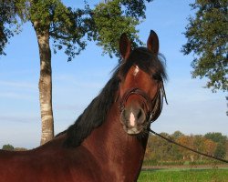 Pferd Cascade 42 (Zangersheide Reitpferd, 2019, von Cascadello)