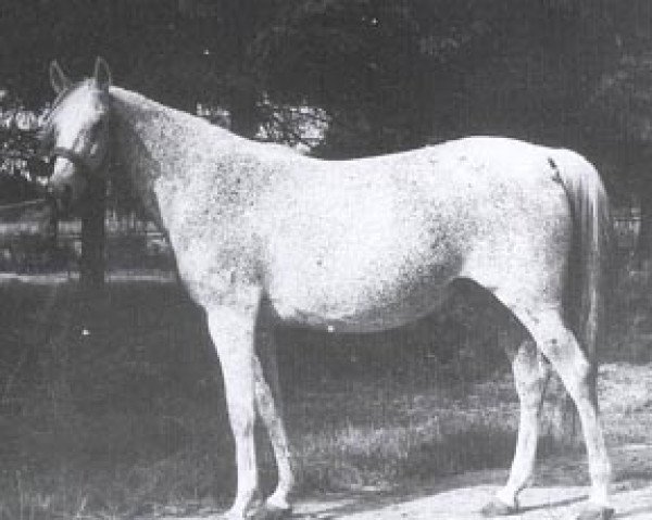 broodmare Celia ox (Arabian purebred, 1949, from Witraz 1938 ox)
