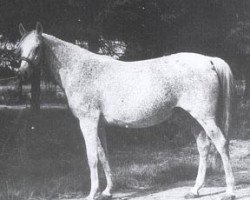 broodmare Celia ox (Arabian purebred, 1949, from Witraz 1938 ox)