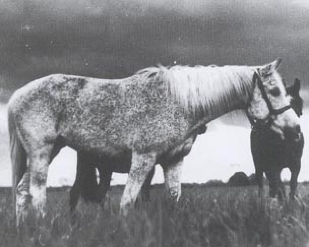 broodmare Balia 1936 ox (Arabian purebred, 1936, from Kuhaylan Zaid RAS)