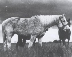 broodmare Balia 1936 ox (Arabian purebred, 1936, from Kuhaylan Zaid RAS)