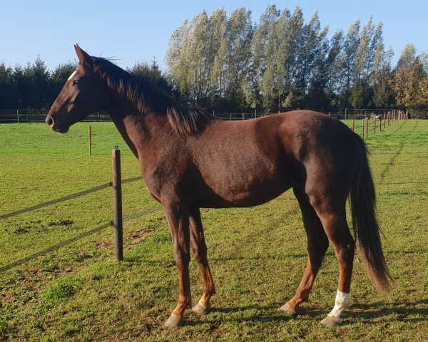 Pferd Paloma (KWPN (Niederländisches Warmblut), 2020, von Ferguson)