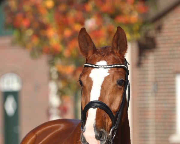 jumper Chanel One (Oldenburg show jumper, 2017, from Ogano)