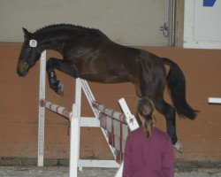 jumper Daylight H (German Sport Horse, 2008, from Dream Rubin)