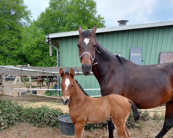 horse Satin Gold LU (Holsteiner, 2022, from Stakkato Gold)