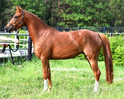 Springpferd Dance Little D (Deutsches Reitpony, 2018, von Dance Star AT NRW)