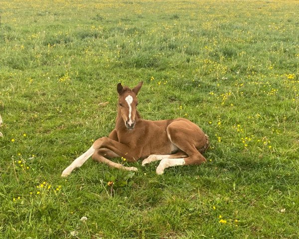 horse Groovy Girl (Oldenburg, 2022, from Dynamic Dream)