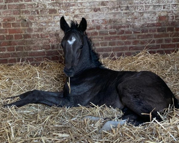 horse Diavello (Oldenburg, 2021, from Dimaggio Black)
