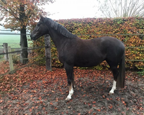 horse In Dreams (KWPN (Royal Dutch Sporthorse), 2013, from Charmeur)