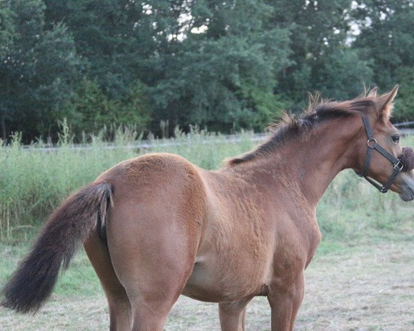 horse Dìa Loca Z (Zangersheide riding horse, 2022, from Darwin Z)