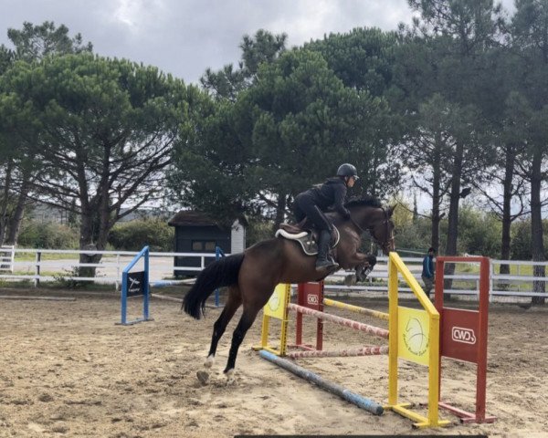 broodmare Millions Of Sense (German Warmblood, 2018, from AB 19 Jilet)
