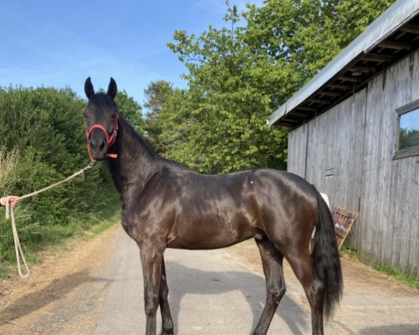 Pferd Hengst von Speedway x Tarison (Trakehner, 2020, von Speedway 7)
