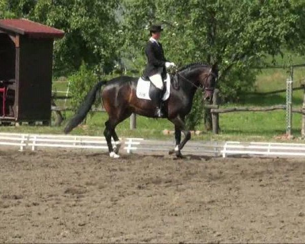 Pferd Passpartout 8 (Deutsches Sportpferd, 2004, von Pour Plaisir 2)