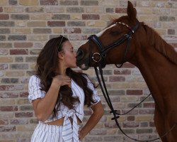 dressage horse Dressed Boy (German Riding Pony, 2012, from Dance Star AT NRW)