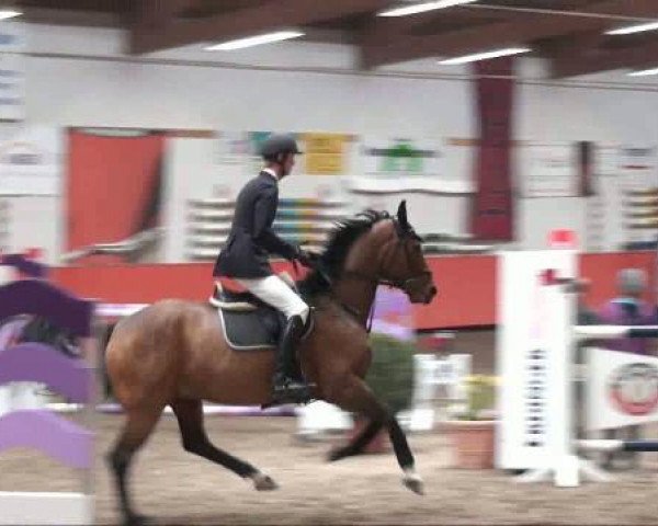 jumper Whiskey 39 (Hanoverian, 2000, from Welser)