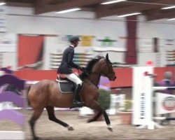 jumper Whiskey 39 (Hanoverian, 2000, from Welser)