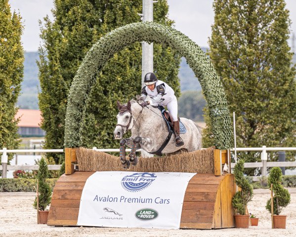 Springpferd Quicksilver 24 (Holsteiner, 2011, von Quirado) Springpferd Quicksilver 24 (Holsteiner, 2011, von Quirado)