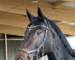 Zuchtstute Dissey Von Worrenberg (Oldenburger Springpferd, 2015, von Diamant de Semilly)