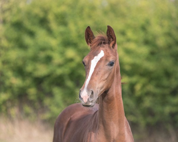 horse Fürst Rondo (Hanoverian, 2022, from Fürst Nymphenburg)