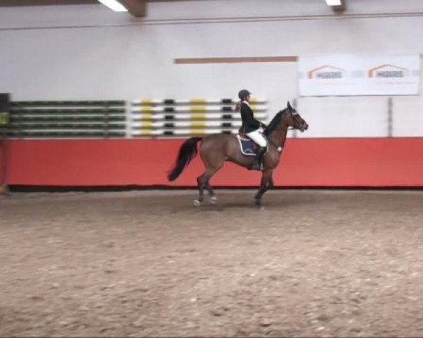 jumper Colombos (Austrian Warmblood, 2002, from Coriograf B)