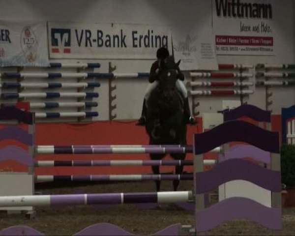 jumper Mc Dreamy (Oldenburg, 1996, from Freiherr)