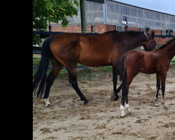 Pferd For Infinity M (Westfale, 2022, von Forlee)