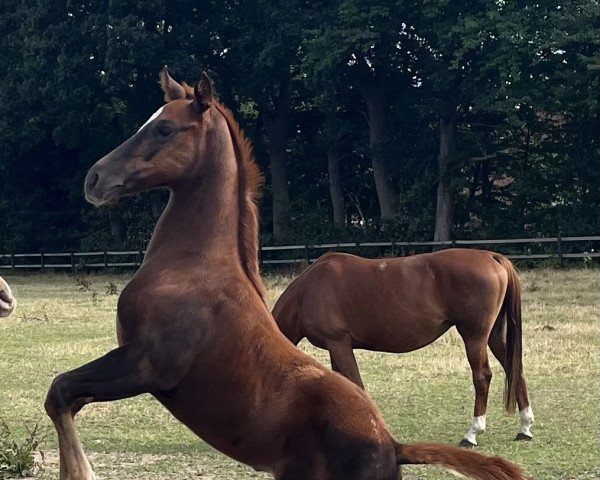 broodmare Golden Hour (Thoroughbred, 2022, from Gopura xx)