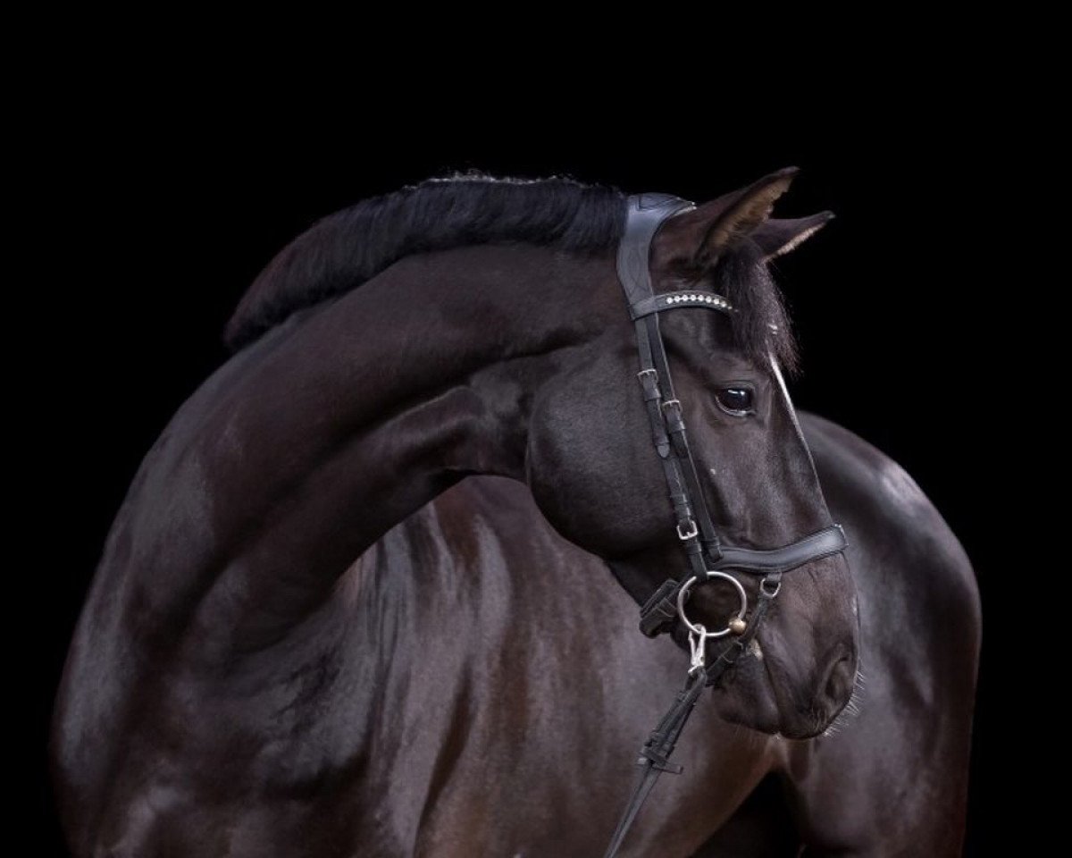 Dressurpferd Linkin (Hannoveraner, 2016, von Livaldon)