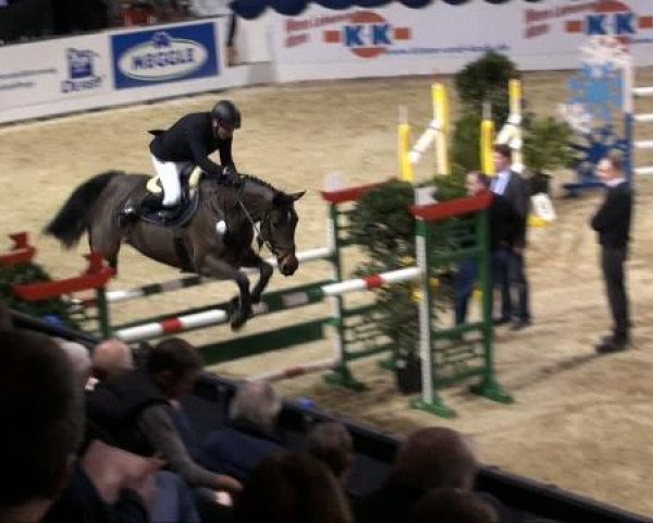 jumper Elli Jo (Hanoverian, 2004, from Embassy I) jumper Elli Jo (Hanoverian, 2004, from Embassy I)