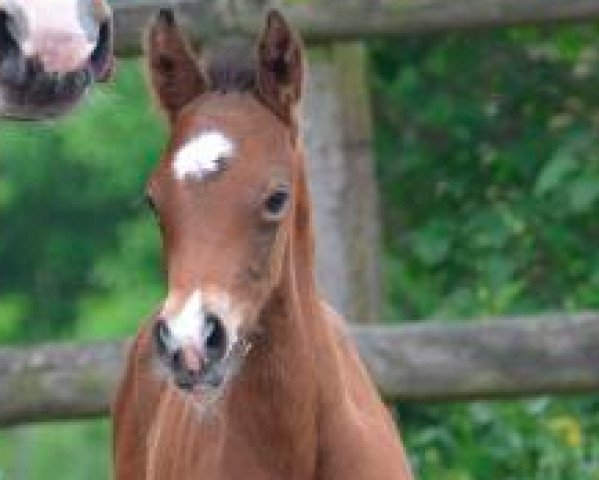 Springpferd Graham's D'Ete (Französisches Pony, 2016, von Heros ter Putte)
