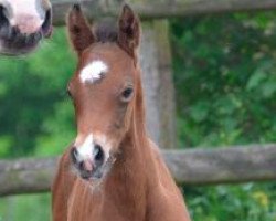 jumper Graham's D'Ete (French Pony, 2016, from Heros ter Putte)