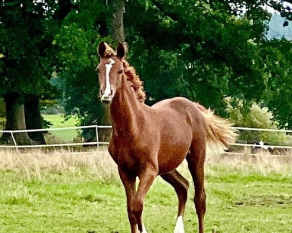 horse Stute von Dreidimensional I AT NRW / Dimension AT NRW (German Riding Pony, 2022, from Dreidimensional AT NRW)