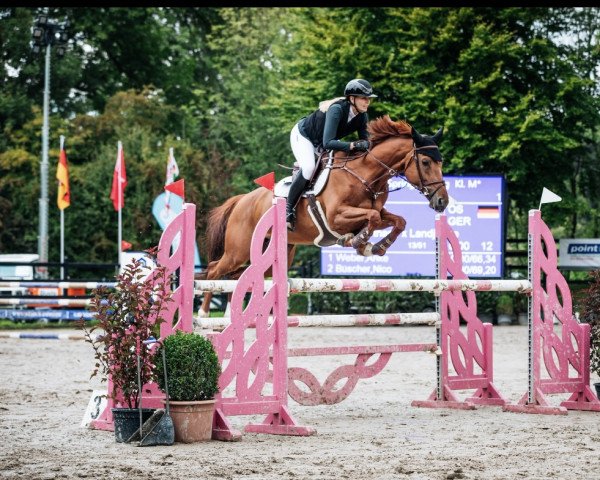 jumper Mariposa 19 (Oldenburg show jumper, 2015, from Mylord Carthago)